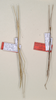 CollectionObject 1563636; b42cc1a8-5cef-47d4-9d64-932ef483009b: copyright UMO. male and female (paratypes). (CollectionObject).;CollectionObject 1563637; 0981d222-f3ad-40e3-bce4-76ab08adec8b: copyright UMO. male and female (paratypes). (CollectionObject).