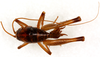 CollectionObject 1499240; d192b247-6699-4a6e-a92a-e487759a5751: male, dorsal view (holotype). (CollectionObject).