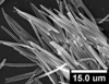 Brochosomes: AG15 | [no data] | MNRJ, returned. (Observation).