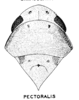 Habitus, dorsal view: (Observation).