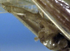 CollectionObject 1517193; fb893a35-5280-4da2-a85e-2f7174690519: male cercus (syntype). (CollectionObject).
