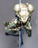 CollectionObject 1537888; 76c7d38d-fdca-4a7a-a292-3c4466ee79e4: male, frontal view. (CollectionObject).