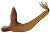 Aedeagus, lateral view: !! display not done !! on Attenuipyga (Dorycara) Emeljanov, 1966: Attenuipyga platyrhyncha, aedeagus, laterally (INHS). (Observation).