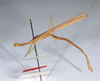 CollectionObject 1557517; 6e374b2c-5822-4b99-ba15-0119be8c3fcd: copyright ANSP. male, lateral view (holotype). (CollectionObject).