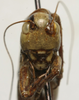 CollectionObject 1521791; be9bb65d-1fe3-4a66-be1a-e7520294fbb0: male face (paratype). (CollectionObject).
