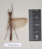 CollectionObject 1563521; NHMUK(SF IMPORT DUPLICATE) 845111, 2f617017-363d-431c-a976-2d41ddd9483e: copyright Natural History Museum, London. male (paratype). (CollectionObject).
