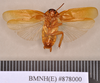Periplaneta floweri Hanitsch, 1931: Holotype, male, ventral. BMNH(E)#878000. (Otu).