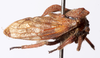 Amphilobocentrus Chou & Yuan, 1982: _Amphilobocentrus bicasciatus_. (Otu).