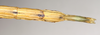 CollectionObject 1556989; 6f332655-c928-4699-b505-6cc10e1f1bb1: copyright St. Petersburg. female: end of abdomen, ventral view (syntype). (CollectionObject).