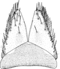 Subgenital plate: !! display not done !! on Limotettix (Limotettix) striola striola (Fallén, 1806): Subgenital plate. (Observation).