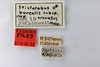Other: !! display not done !! on Stictolobus arcuatus Caldwell, 1949: (Observation).