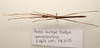 CollectionObject 1595843; 39db403f-1eb3-4635-aa49-efa4a8876873: copyright LKCNH Singapore. male, dorsal view (paratype). (CollectionObject).;CollectionObject 1595844; 299e4fd2-270f-4910-a9c7-b4b5150c199f: copyright LKCNH Singapore. male, dorsal view (paratype). (CollectionObject).