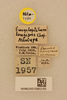 CollectionObject 2071158; NHMUK015982163, 17e88d14-2b4a-4f20-b312-82ee148cd579: labels (allotype). (CollectionObject).