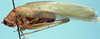 CollectionObject 1522583; 0f719c06-d06a-40bf-b93f-cfaabafc8022: male, lateral view (holotype). (CollectionObject).