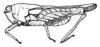 Coptotettix coniopticus (Hancock, 1915): Fig. 151 (after holotype). male, lateral view (pronotum length 10.6 mm, hind femur 6 mm). (Otu).