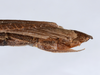 CollectionObject 1559056; d2450f87-5c5a-4c86-8ec3-1d90845548af: copyright ANSP. female: end of abdomen, lateral view (holotype). (CollectionObject).