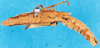 CollectionObject 1505234; 85283f28-b0c5-4436-a5dc-e92322f4af6f, DORSA D021AF01: female, dorsal view. (CollectionObject).