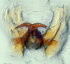 Aedeagus, ventral view: (Observation).