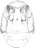 Brachystola magna (Girard, 1854): Fig. 373. male, head, frontal view. (Otu).