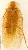 CollectionObject 1587358; MNHN(SF IMPORT DUPLICATE) MNHN-EP-EP3456, c25182bf-a112-4b69-bbdf-5020240abdc4: CC BY-NC-ND 4.0/MNHN - Depraetere Marion - 2014. Syntype, male, of lineaticollis Bolívar, 1897. Specimen number: MNHN-EP-EP3456. http://coldb.mnhn.fr/catalognumber/mnhn/ep/ep3456. (CollectionObject).