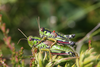 Miramella (Kisella) alpina alpina (Kollar, 1833): pair (Austria, Pitztal, Zollberg). (Otu).