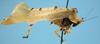 CollectionObject 1542953; DEES MZLQ-I0027', 6176f8f0-1277-436d-be97-caab12908460: male, body lateral view (paratype). (CollectionObject).