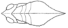 Xyleus discoideus rosulentus (Stål, 1878): Fig. 5B. head and pronotum, dorsal view. (Otu).