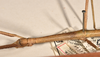 CollectionObject 1561618; cb180209-7ab4-4723-b868-4ad8c10b8435: copyright OUMNH. Bacillus patellifer female: head and thorax, lateral view (holotype). (CollectionObject).