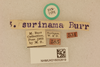 CollectionObject 2077013; 5f2aac4d-8ae5-4af1-a9a8-cf7fbb963a26, NHMUK016032819: labels (syntypes). (CollectionObject).