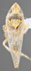 Habitus, dorsal view: !! display not done !! on Scaphytopius n. sp. PE25: Scaphytopius Ball, 1931: (Observation).