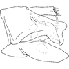 Pygofer, lateral view on Drakensbergena fuscovittata Linnavuori, 1961: Pygofer, lateral view. (Observation).