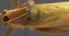 CollectionObject 1505826; 46aae46f-8650-4ca8-9029-155fc2717a03: male pronotum, dorsal view (holotype of Amblycorypha tepaneca). (CollectionObject).