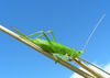 Brachycaulopsis jovelensis Fontana, Mariño-Pérez & Woller, 2013: female. (Otu).