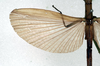 CollectionObject 1563065; NMW 110, 92359af3-75dc-4832-8438-7486e13035b4: copyright NMW. male: wing (paralectotype). (CollectionObject).