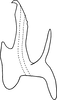 Aedeagus, lateral view on Erythridula perita (Beamer, 1935): Aedeagus (holotype of E. extrema Auten & Johnson), lateral view. (Observation).