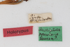 CollectionObject 1505753; b92c13b8-ff18-43fb-8d0d-5883deb1eff0: male, labels (holotype). (CollectionObject).