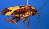 CollectionObject 1502482; 6d195b2a-951f-415b-af80-3204c9a1d725: female, lateral view (syntype). (CollectionObject).