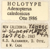 CollectionObject 1499379; 7c51828c-b01b-41ef-bf39-75276d63148d: labels (holotype). (CollectionObject).