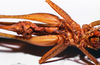 CollectionObject 1516502; c66829d3-e1c0-412d-901f-d5782b7e72bf: female, ventral view. (CollectionObject).