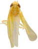 Habitus, dorsal view on Erythridula beckiae (Hepner, 1978): Habitus (MSU collection). (Observation).
