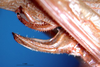 CollectionObject 1502884; 9e214f36-876c-4209-95cf-f2e9e46c516b: male cerci (paralectotype of Tylopsis vittata). (CollectionObject).