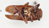 Habitus ventral view: !! display not done !! on Poblicia thanatophana Kirkaldy, 1907: (Observation).