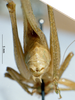CollectionObject 1532825; NMW 3225774, ca786efb-8a68-4f89-83a7-b9c558ccc133: male abdomen tip, caudal view. (CollectionObject).