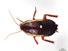 CollectionObject 1863286; ac314fae-736f-4a89-88db-a7cbd1bb38d0: (CollectionObject).