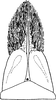 Subgenital plate: !! display not done !! on Phlogotettix cyclops (Mulsant & Rey, 1855): Subgenital plate. (Observation).