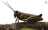 CollectionObject 1861682; 840a9030-2407-4266-9690-247eaa3354d8, Unioeste Cascavel K-0565: Female, in vivo. Lateral view. (CollectionObject).