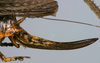 CollectionObject 1577121; 96692933-f22b-4b61-b2e3-41807286870a: female ovipositor. (CollectionObject).