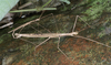 Sipyloidea larryi Hasenpusch & Brock, 2007: copyright Paul D. Brock. mating pair, Garradunga, near Innisfail, north Queensland. (Otu).