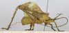 male, lateral view. Depicts CollectionObject 1573307; MLPMLP-OR-3007, db3fc623-b526-46d7-86c5-95270925415f, a CollectionObject.
