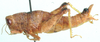 Eremidium equuleus Karsch, 1896: female, lateral view. (Otu).